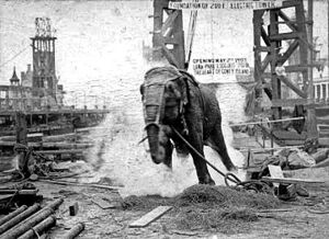 05 topsy-der-elefant 360x262.jpg