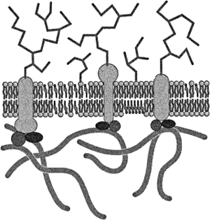 Egely-faces-p3-fig07b 320x336.png