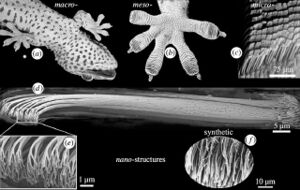 Fig07 Gecko-nanotechnologie 640x405.jpg